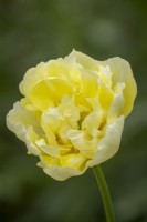 Tulipe 'Vérone'