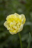Tulipe 'Vérone'