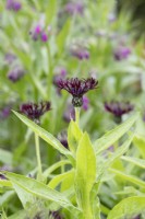 Centaurea montana 'Black Sprite' - Bleuet