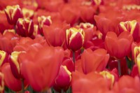 Tulipa - Tulipe 'Danemark' parmi Tulip Oxford