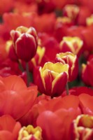 Tulipa - Tulipe 'Danemark' parmi Tulip Oxford