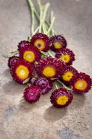 Bouquet d'Helichrysum bracteatum syn. Xerochrysum bracteatum 'Dragon Fire' - Strawflower, Immortelle, Immortelle