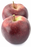 Malus domestica Pomme 'Elstar' Fruits cueillis Septembre