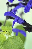 Salvia guaranitica Sauge parfumée à l'anis Septembre