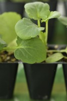 Viola wittrockiana pansy petites plantes enfichables dans des emballages en plastique pour la livraison postale Septembre