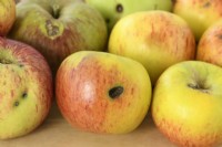 Malus domestica Assortiment de pommes endommagées ou malades Octobre