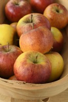 Malus domestica 'Pixie' Pommes cueillies dans un trug Novembre