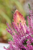 Calluna vulgaris close-up et décoré d'une feuille