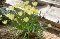 Tulipa linifolia Groupe Batalinii 'Yellow Jewel' - Avril