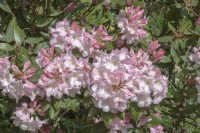 Rhododendron 'Favori des Faggettes'
