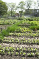 Vue d'ensemble jardin sans creuser avec légumes en rangée et arroseurs.