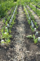 Légumes sous des gobelets en plastique alignés dans un jardin sans creuser.