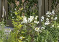 Conception de jardin avec Hydrangea quercifolia, été juillet