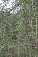 Larix kaempferi 'Pendula' au jardin botanique de Winterbourne