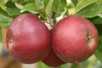 Malus domestica 'Elstar' Pomme Septembre