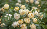 Rosa 'Dannahue' - Ausa6b15. Nouvelle variété introduite par David Austin Roses 2023