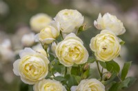 Rosa 'Vanessa Bell' syn. 'Auseasel' - avec vol stationnaire