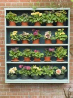 Primulas - affichage sur étagères fixées au mur de briques