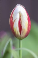 Tulipa Tulipe 'Grand Perfection' bourgeon fermé