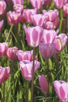 Tulipa Tulip 'Maîtresse'
