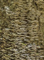 Trametes versicolor - Turkeytail Bracket Fungus sur tronc d'arbre