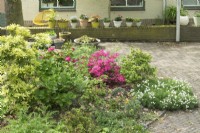 Azalées et arbustes plantés dans un parterre circulaire. Pelargoniums et Lavendula en pots d'affilée sur un mur de pierre dans le jardin de devant.