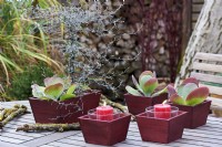 Cotyledon orbiculata, arrangement de table d'oreille de cochon et bougies dans des boîtes rouges