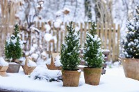 Arrangement de table de Picea glauca 'Conica' dans un pot en céramique entouré de neige et d'étoiles en bois avec vue sur le jardin couvert de neige