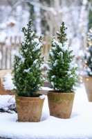 Arrangement de table de Picea glauca 'Conica' dans un pot en céramique entouré de neige