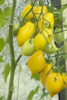 Solanum lycopersicum - Tomate 'Citronnier'