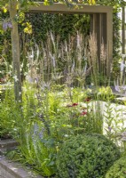 Aménagement de jardin contemporain avec Taxus, printemps May