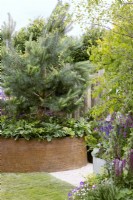 Pot contemporain en métal rouillé avec Pinus sous-planté de vivaces aimant l'ombre, printemps mai