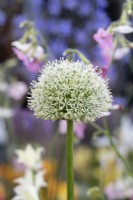 Allium stipitatum 'Mont Everest' - Oignon d'ornement