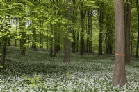 Une clairière boisée avec un tapis d'ail des ours Allium ursinum sous un dais de hêtres fagus. Stoughton East Sussex. Certains arbres sont pulvérisés d'une bande orange indiquant qu'ils doivent être abattus.
