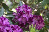 Rhododendron 'Sir Isaac Newton'