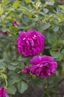 Rosier Rosa spinosissima 'Thérèse Bugnet'