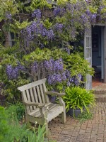 Wisteria sinensis - Glycine chinoise, sur le pavillon dans le jardin méditerranéen East Ruston Old Vicarage Gardens, Norfolk, UK peut
