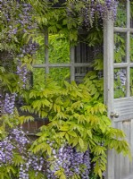 Wisteria sinensis - Glycine de Chine, sur le pavillon dans le jardin méditerranéen East Ruston Old Vicarage Gardens, Norfolk May