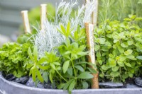 Aspérule odorante, marjolaine et plante de curry dans un grand pot à herbes en métal