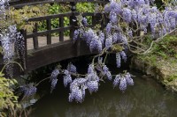 Glycine sur un pont au-dessus d'une pièce d'eau, Regent's Park London