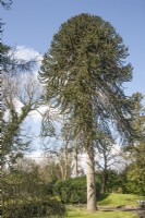 Mâle adulte Araucaria araucana syn. puzzle de singe, pin chilien, planté au début du XXe siècle à la périphérie de la ville de Llandovery.