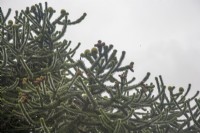 Couvert d'Araucaria araucana syn. casse-tête de singe. L'arbre porte à la fois des fruits mâles et femelles. Seulement environ 1% de l'espèce est monoïque, portant à la fois des cônes femelles et mâles.