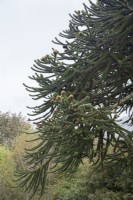 Couvert d'Araucaria araucana syn. casse-tête de singe. L'arbre a des cônes femelles et mâles. Seulement environ 1% de l'espèce est monoïque, portant à la fois des fruits femelles et mâles, comme indiqué ici.