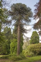 Fructification, femelle Araucaria araucana syn. Araucaria imbricata, puzzle de singe, pin chilien, planté en 1895 dans un jardin privé (Ceredigion). Parmi les plus hauts et les plus grands du Pays de Galles.