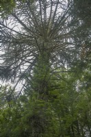 Singe femelle en fructification syn. Araucaria araucana dans une forêt dense de la vallée de Conwy. Probablement planté au 19ème siècle. Beaucoup Hedera syn. lierre.