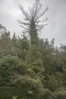 Un mort Araucaria araucana syn. singe-puzzle, pin chilien. probablement un arbre victorien, il est mort au début du 21e siècle. Une « pousse » ou un semis grand et sain pousse à proximité de son tronc, à plus de 10 m de hauteur estimée en 2022.