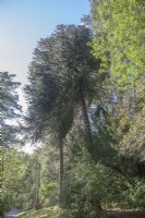 Une paire mâle et femelle d'Araucaria araucana syn de l'époque victorienne. Puzzle de singe, pin chilien poussant dans les bois, au nord du Pays de Galles,