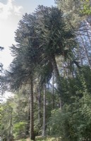 Une paire mâle et femelle d'Araucaria araucana syn de l'époque victorienne. Puzzle de singe, pin chilien poussant dans les bois, au nord du Pays de Galles,