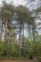 Femelle mature, victorienne, fructifiante Araucaria araucana syn. singe-puzzle, pin du Chili, planté vers 1865 à Coomb [Cwm] Mansion, Carmarthenshire dans les bois.