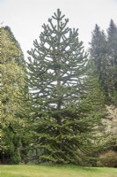 Un Araucaria araucana syn immature. Araucaria imbricata, Monkey Puzzle, pin chilien, planté dans un jardin privé au début du XXIe siècle, importé d'Italie.